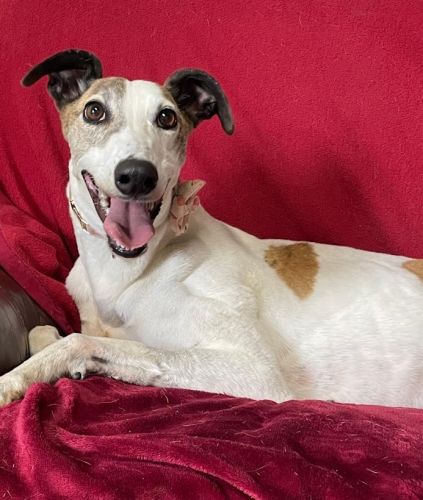 Northern Greyhound Adoptions 1034