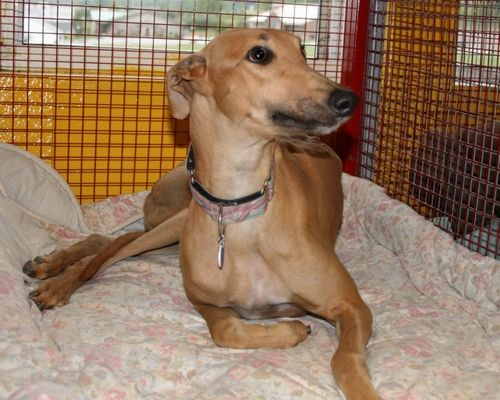 Fawn, a now adopted dog, sweet as can be and cozy in her kennel at N.G.A.
